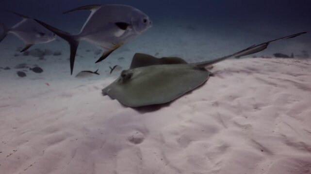 Southern Stingray (dasyatis americana) swimming soft on the sand