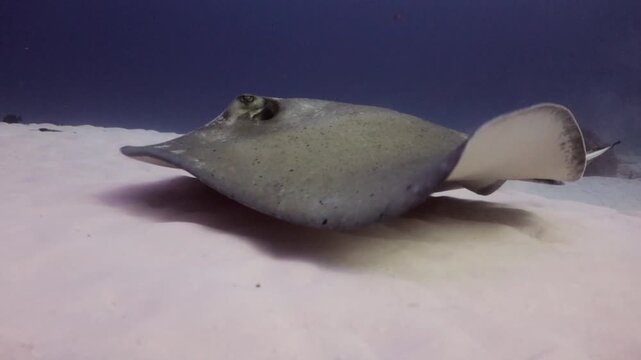 Southern Stingray (dasyatis americana) swimming soft on the sand