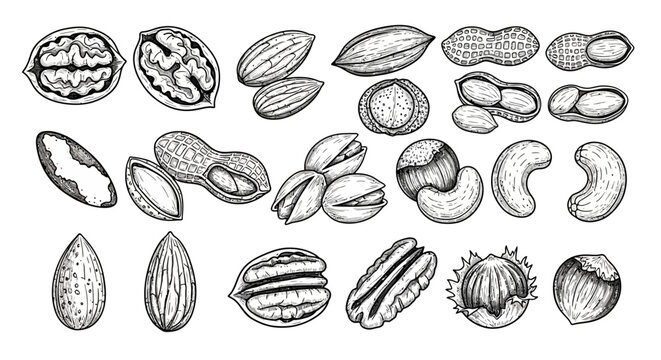 nuts, nut shells, vector illustrations, black and white, 25 elements, food icons
