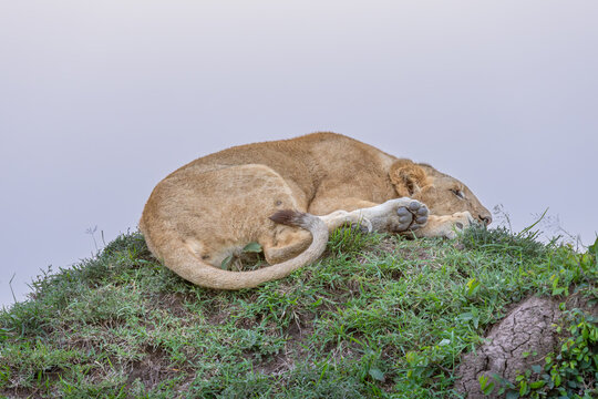 Curled Up
