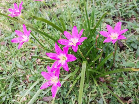 Beautiful pink rain lily (Zephyranthes rosea) flowers blooming in the green grass garden