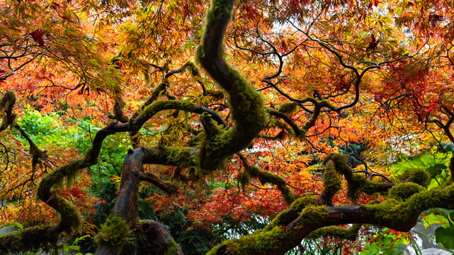 Japanese maple tree branches covered in moss in autumn in Kubota Garden, Seattle