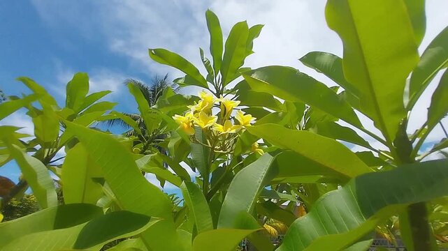 Slow motion shot of beautiful yellow frangipani plumeria flowers blooming on a tree with lush green leaves against a blue sky background.