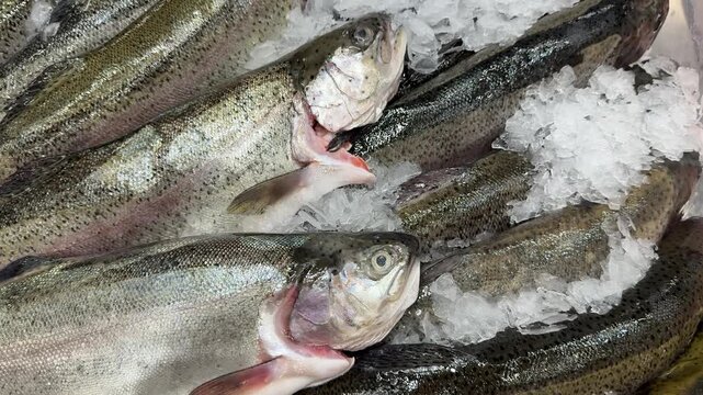 Raw whole rainbow trout with a head, chilled on shallow ice at the seafood market. An open shelf at the fish market. Close-up