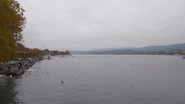autumn weather day time zurich city famous lakeside crowded swan bay panorama 4k switzerland