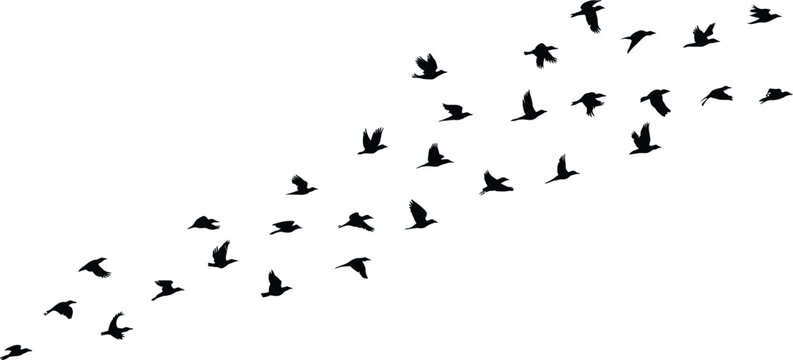 bird v formation migration silhouette group flying in sky