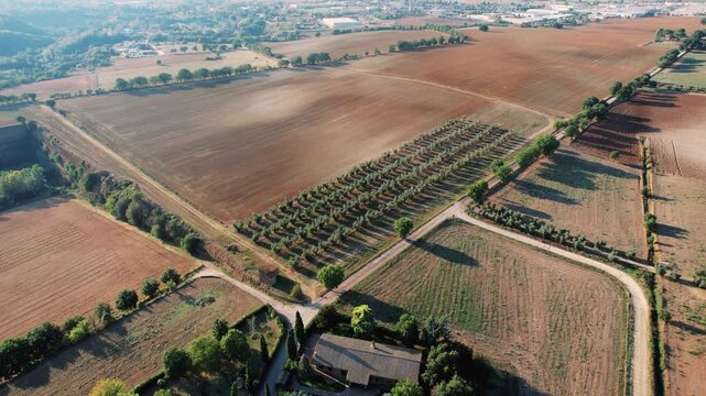 Agricultural scene captured from above with structured planting rows