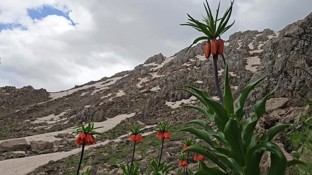 Crown imperial fritillary flowers blooming among rocky mountain slopes with snow patches and overcast sky in wild nature.
📍 Hawraman Takht, Kurdistan, Iran 