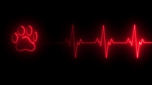 Neon heart beat line animation video abstract neon icon animation love heartbeat animation. Abstract neon heartbeat and pulse rate signal.neon glowing heart silhouette with a soft pulsing animation.