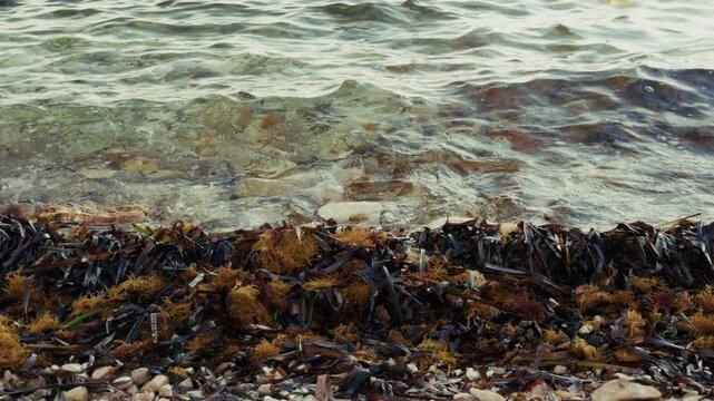 Seaweed On Shore With Clear Sea Waves Rippling On Beach