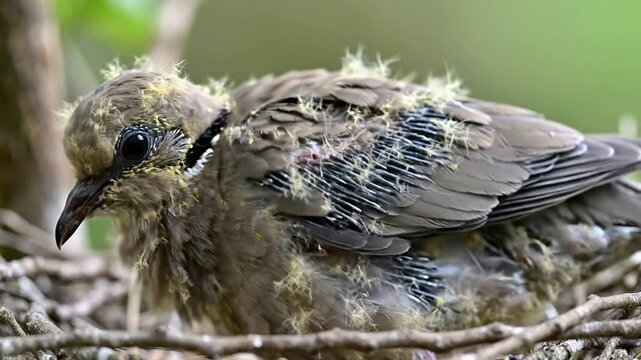 Close-Up View of a Fledgling Bird Resting in Its Natural Nest Surrounded by Lush Greenery and Soft-Focused Background Textures