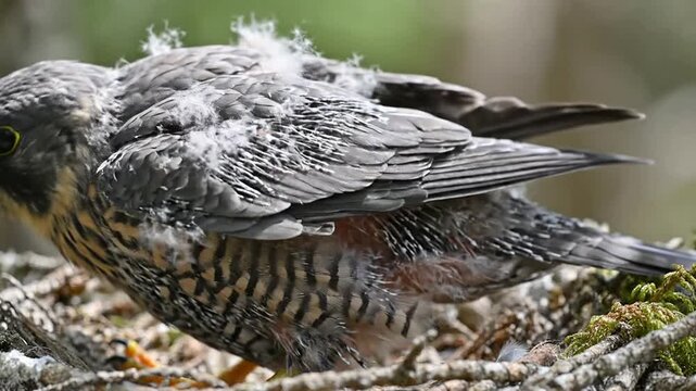 Close-Up View of Fledgling Bird Resting on Natural Perch With Soft Feathers in Blurred Forest Background
