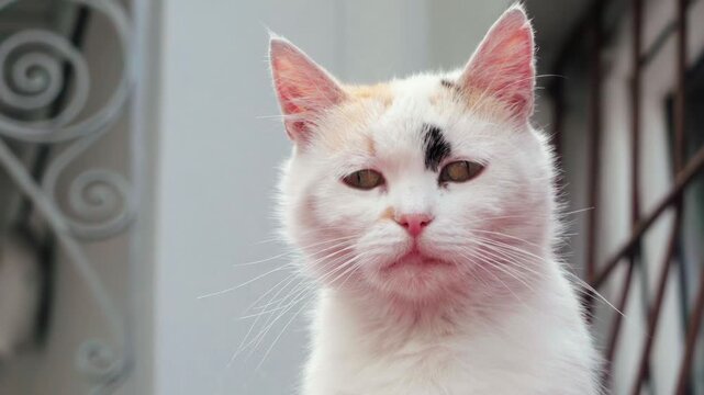 Close up portrait of domestic white calico cat looking around in outdoor setting.