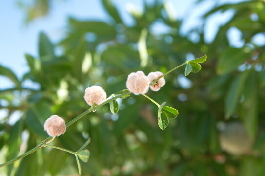 Trifolium tomentosum, trevol de algodon, the woolly clover, is a species of annual herb in the family Fabaceae