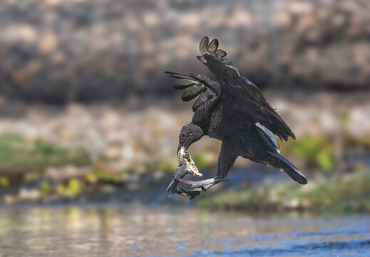 Jote cabeza negra comiendo restos de pescado