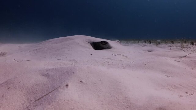 Southern Stingray (dasyatis americana) very camouflage in the sandbank