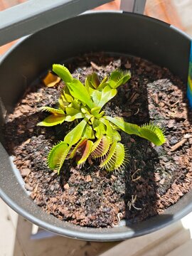 ​Planta carn&iacute;vora Venus atrapamoscas en su maceta
