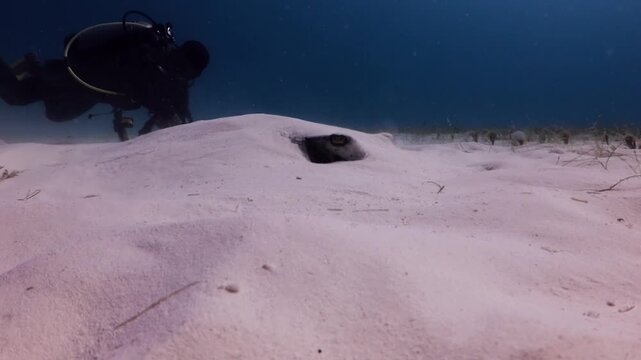 Southern Stingray (dasyatis americana) very camouflage in the sandbank and diver behind
