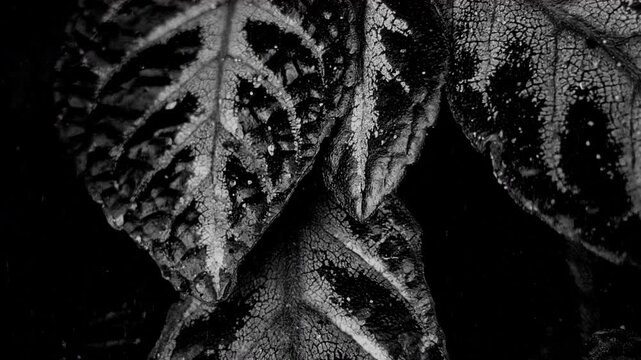 Close-up leaves displaying intricate vein patterns, textured surfaces, and striking monochrome contrast.