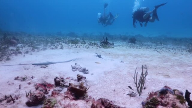 Southern Stingray (dasyatis americana) swimming over the sandbank and diver behind