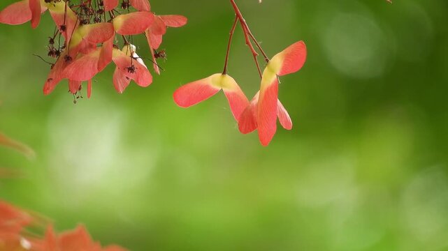 【4K】弘前公園のカエデの種子：プロペラ状の翼果が風に揺れる初夏の風景。青森のボタニカル自然映像素材　[4K] Maple Tree Seeds (Samaras) Swaying in the Wind: Early Summer at Hirosaki Park, Aomori Japan 撮影日：20260521-2