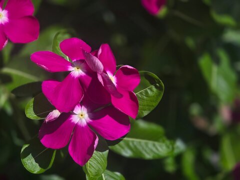 Vibrant pink catharanthus roseus flowers blooming beautifully on a green bush under natural sunlight, tropical floral background.