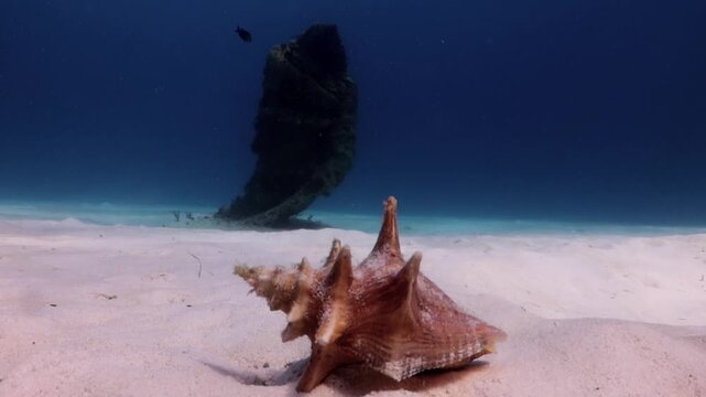 Queen Conch (strombus gigas) and a mysterious statue behind