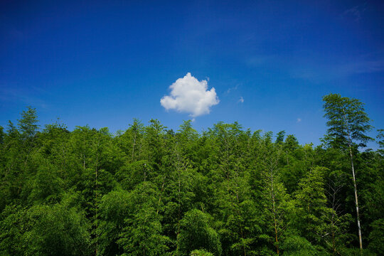 A single piece of cloud floating above the bamboo forest