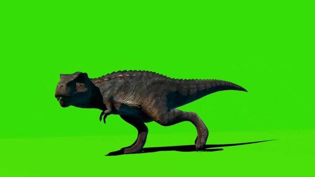 Carnotaurus dinosaur walks across a vibrant green screen background while exhibiting realistic skin textures and powerful prehistoric movement patterns.