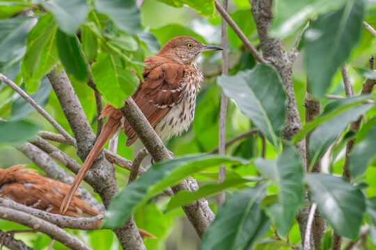 Brown thrasher perched in a tree.