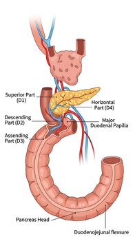 Anatomy of human pancreas and surrounding organs.
