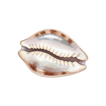 Watercolor cowrie shell illustration