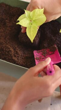 Vertical video: Scooping soil, hands in blue planting seedlings in green planter on table to space