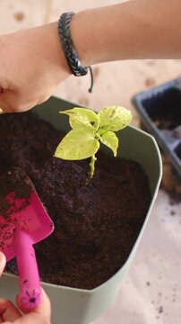Vertical video: Picking pink trowel, hands scooping soil around seedlings in green pot at bench