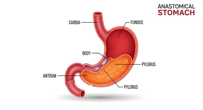 Anatomical diagram of human stomach with labeled parts.