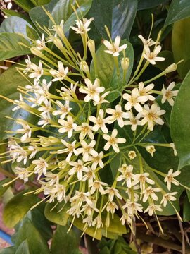 Close-up of Tarenna wallichii or Hom Chet Chan white and yellow fragrant flowers blooming on bush.