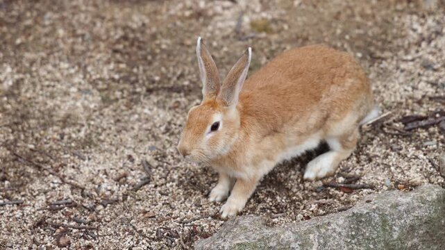 Rabbit Island, Japan, Okunoshima Island landscape in Seto Inland Sea, Takehara, Hiroshima Prefecture, domestic and wild cute rabbits and bunnies pasturing on grass, Setonaikai National Park, Japan