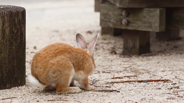 Rabbit Island, Japan, Okunoshima Island landscape in Seto Inland Sea, Takehara, Hiroshima Prefecture, domestic and wild cute rabbits and bunnies pasturing on grass, Setonaikai National Park, Japan
