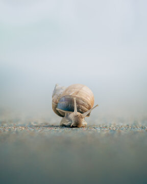 View of a snail crawling slowly across a textured sandy surface with its shell and tentacles visible against a soft blurred background in Cichy Mlyn, Warmian-Masurian Voiv, Poland.