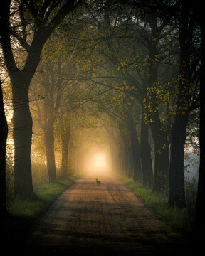 View of a hare jumping on a dirt road lined with tall trees forming a natural tunnel under golden morning light in Sajzy, Warmian-Masurian Voivodeship, Poland.