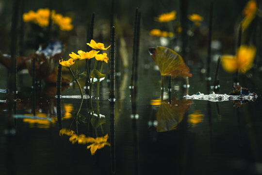 View of yellow marsh marigolds blooming in dark water with reflections and reeds in Sajzy, Warmian-Masurian Voivodeship, Poland.