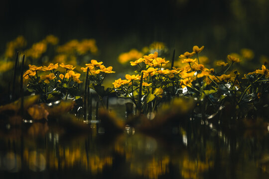 View of yellow marsh marigolds blooming in dark water with soft reflections and a moody background, Sajzy, Warmian-Masurian Voivodeship, Poland.