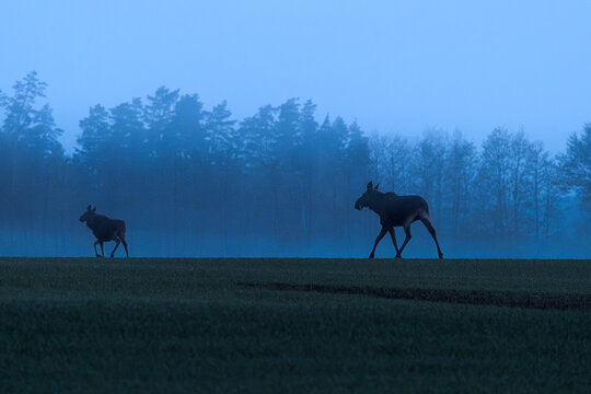 View of two moose walking through a field in the morning mist with a forest background in Kowale Oleckie, Warmian-Masurian Voivodeship, Poland.