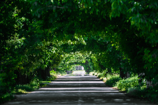 View of a paved road passing through a lush green tree tunnel with sunlight filtering through the dense canopy in Sremska Mitrovica, Vojvodina, Serbia.