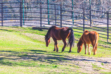Naklejka premium Two brown horses graze on lush green grass inside metal fence enclosure. Sunlight casts long shadows across the vibrant pasture