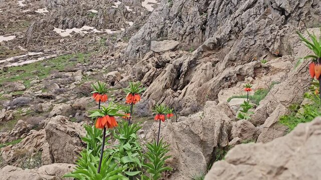 Crown imperial fritillary flowers blooming among rocky mountain slopes with snow patches and overcast sky in wild nature.
📍 Hawraman Takht, Kurdistan, Iran 