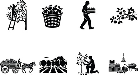 Fototapeta premium Collection of agricultural vector silhouettes featuring apple harvesting fruit picking orchard maintenance and traditional farm life icon set.