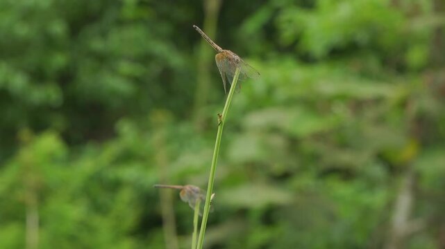 Adult Wandering Glider Dragonfly Roosting on Stem in Jungle Close-Up