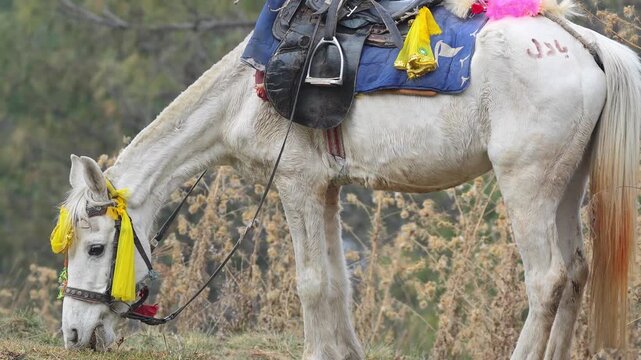 White horse with traditional decorative saddle and bridle standing on a grassy hill during a bright day in Slow motion 120fps 4k video footage