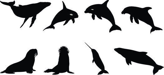 Collection of marine mammal vector silhouettes featuring whale orca dolphin walrus seal and narwhal for aquatic wildlife educational designs © SeeShoyagini